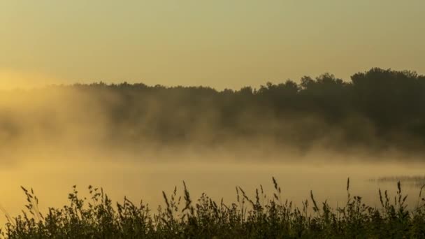 Misty tôt le matin au lac forestier — Video