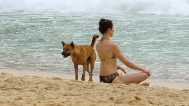 Cão caminhou na praia — Vídeo de Stock