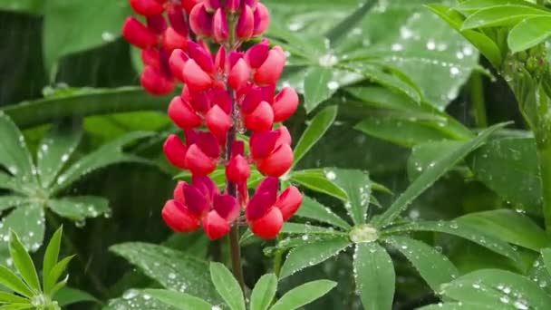 Flores y hojas lupinas con gotas de lluvia — Vídeos de Stock