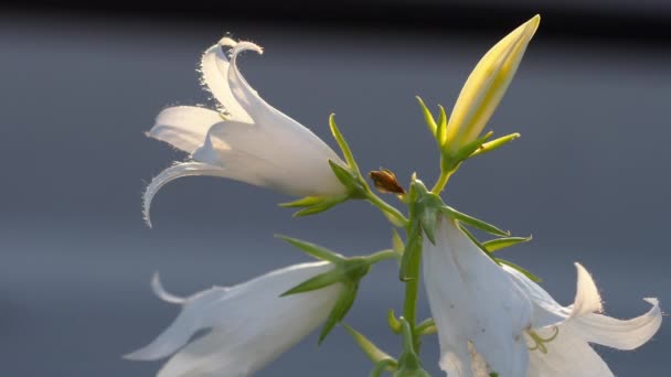 Bumblebee on Campanula flower — Stock Video