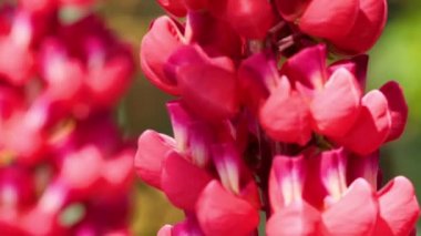 Bumblebee üzerinde kırmızı Lupine çiçek