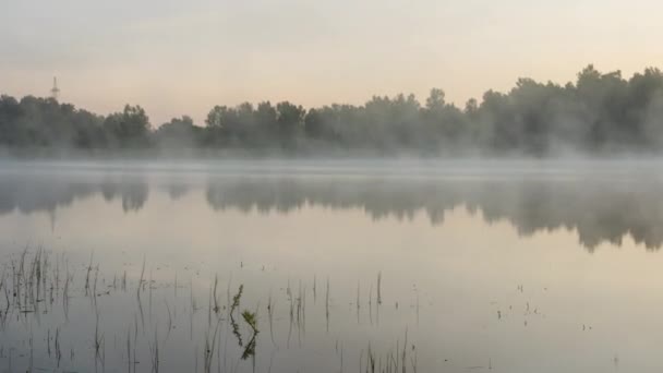 숲 호수에서 안개 이른 아침 — 비디오
