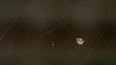 Örümcek web, av yiyor