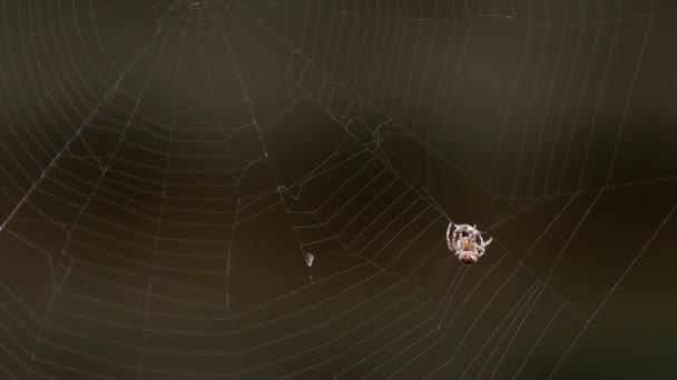 Паук в паутине, ест добычу — стоковое видео