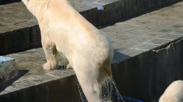 Oso polar con cachorros jugando en el agua — Vídeo de stock