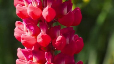 Bumblebee üzerinde kırmızı Lupine çiçek