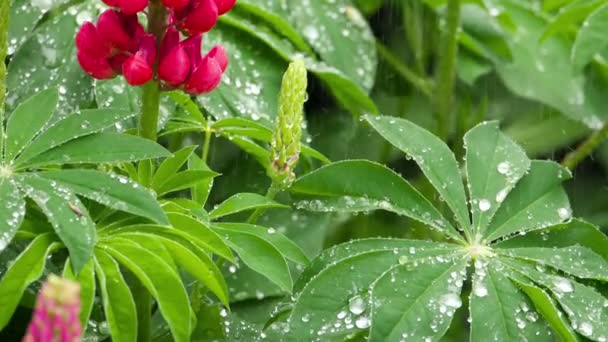 Fiori e foglie di lupino con gocce di pioggia — Video Stock