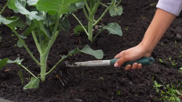 Boden für Brokkoli -brassica oleracea- Pflanzen — Stockvideo