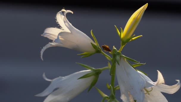 Trzmiel na kwiat Campanula — Wideo stockowe