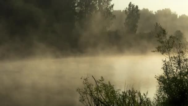 Mglisty wcześnie rano w lesie jezioro — Wideo stockowe