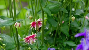 Pembe Aquilegia çiçek üzerinde Bumblebee