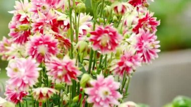 Pembe Aquilegia çiçek üzerinde Bumblebee