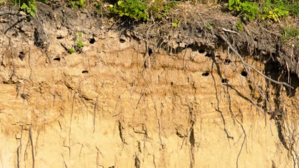 Nid rapide avec poussins à flanc de colline — Video