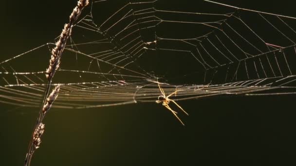 Teia de aranha na luz traseira — Vídeo de Stock