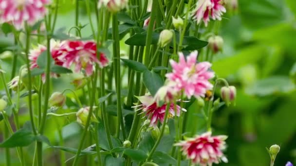 Bumblebee op roze Aquilegia bloem — Stockvideo