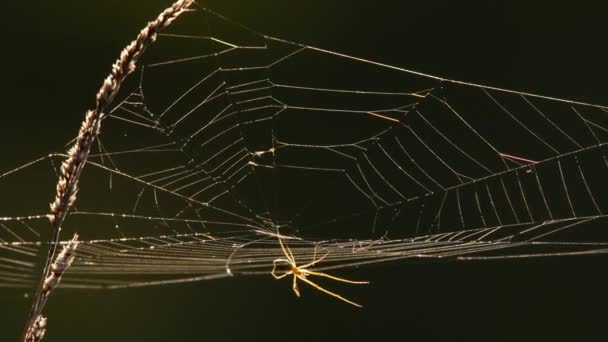 Ιστός αράχνης σε πίσω φως — Αρχείο Βίντεο