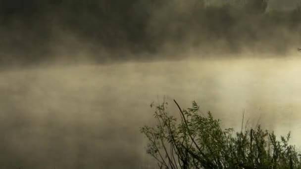 Misty madrugada en el lago del bosque — Vídeo de stock