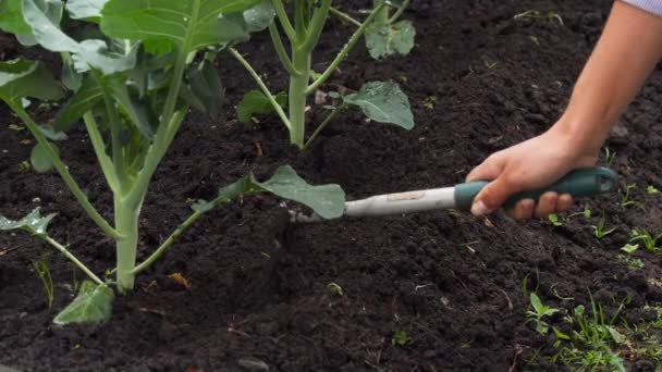 Spud de suelo para plantas de brócoli-brassica oleracea- — Vídeo de stock
