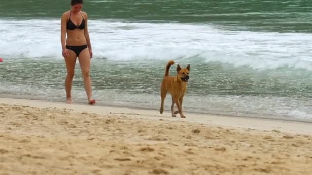 Perro paseaba por la playa — Vídeo de stock