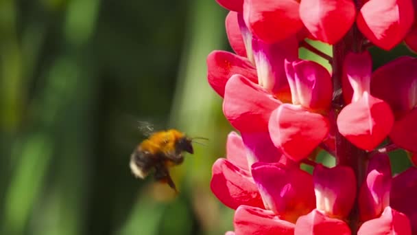 Abejorro sobre flor de altramuz rojo — Vídeos de Stock