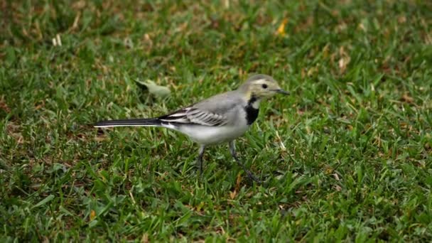 Vit Sädesärla-Motacilla alba-på gräs — Stockvideo