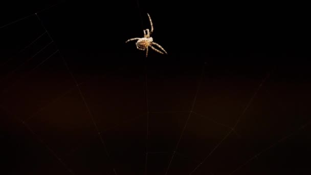 Araña teje una tela — Vídeos de Stock