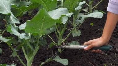 Brokoli için toprak spud -Brassica oleracea- bitkiler