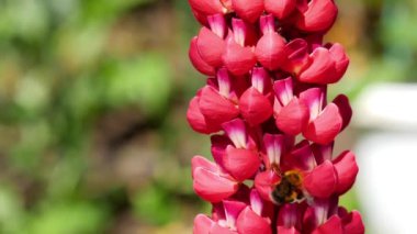 Bumblebee üzerinde kırmızı Lupine çiçek