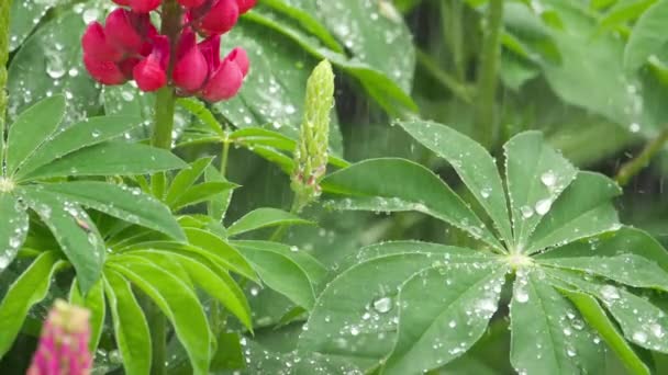 Lupine flores e folhas com gotas de chuva — Vídeo de Stock