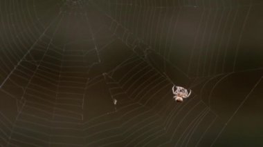 Örümcek web, av yiyor