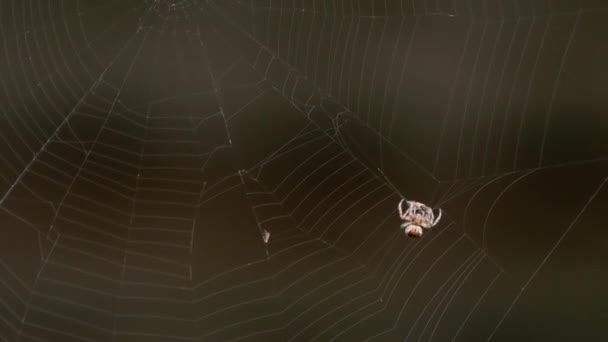 Araignée sur la toile, mange des proies — Video