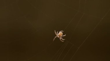bir web Spider örgüleri