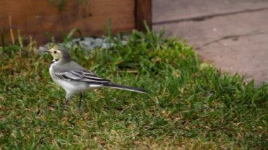 Beyaz wagtail -Motacilla alba- çim üzerinde