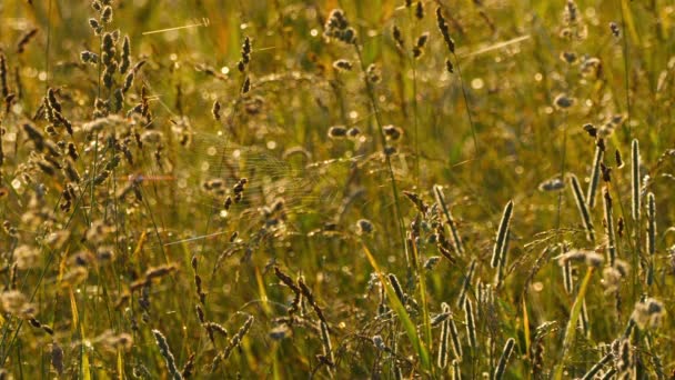 Hierba con rocío y araña en una tela — Vídeos de Stock