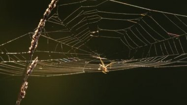 Arka ışıkta örümcek ağı
