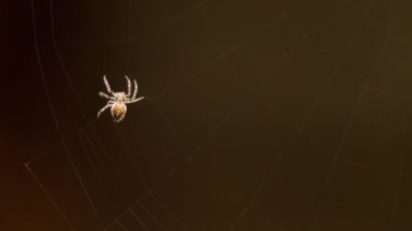 bir web Spider örgüleri