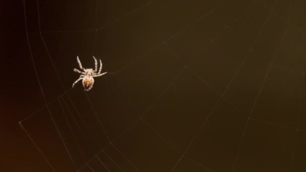 Spider spřádá web — Stock video