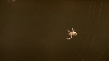 bir web Spider örgüleri