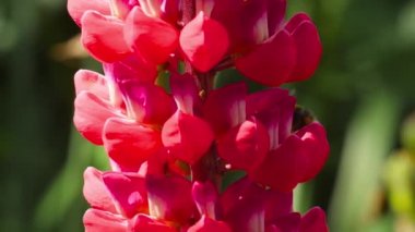 Bumblebee üzerinde kırmızı Lupine çiçek