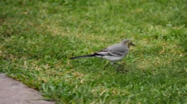 Beyaz wagtail -Motacilla alba- çim üzerinde