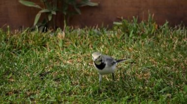 Beyaz wagtail -Motacilla alba- çim üzerinde