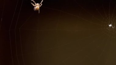 bir web Spider örgüleri