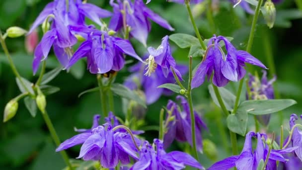 Шмель на фиолетовом цветке Aquilegia — стоковое видео