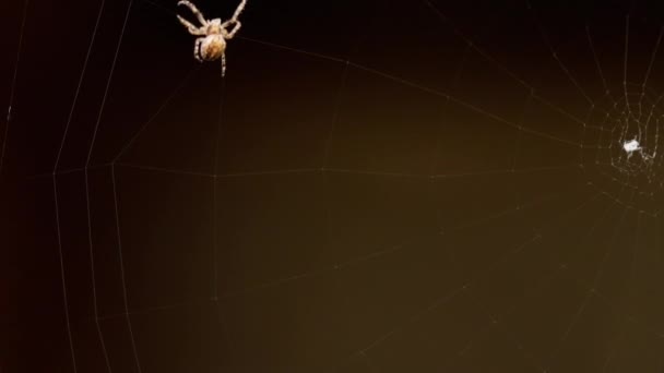 Araña teje una tela — Vídeos de Stock