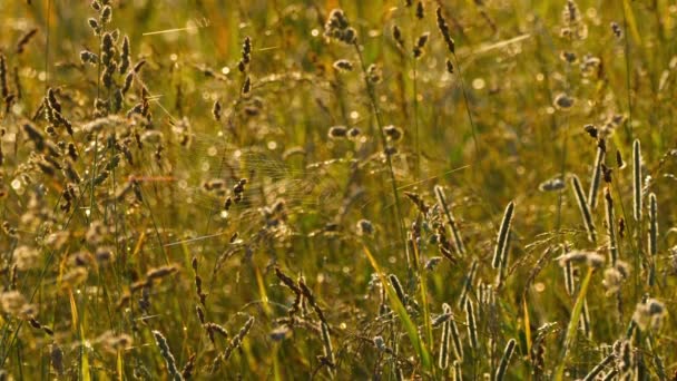 Трава с росой и пауком в паутине — стоковое видео