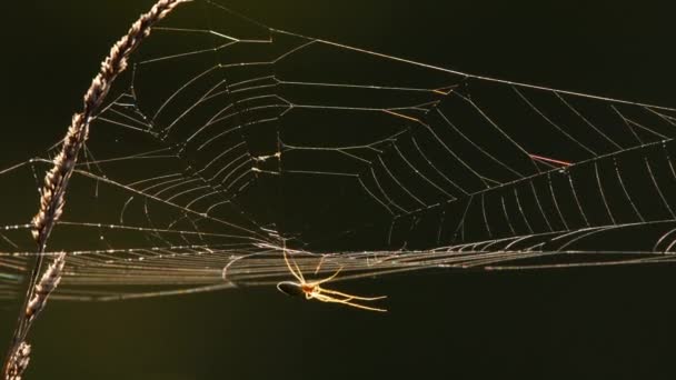 Spider web at back light — Stock Video