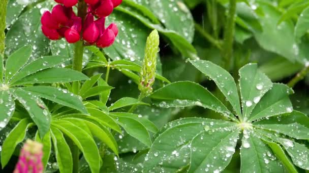 Flores y hojas lupinas con gotas de lluvia — Vídeo de stock