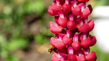 Bumblebee üzerinde kırmızı Lupine çiçek