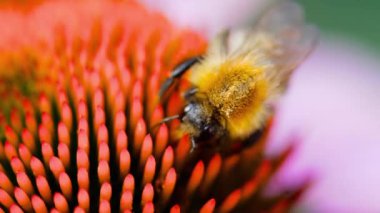 Bumblebee Ekinezya çiçek