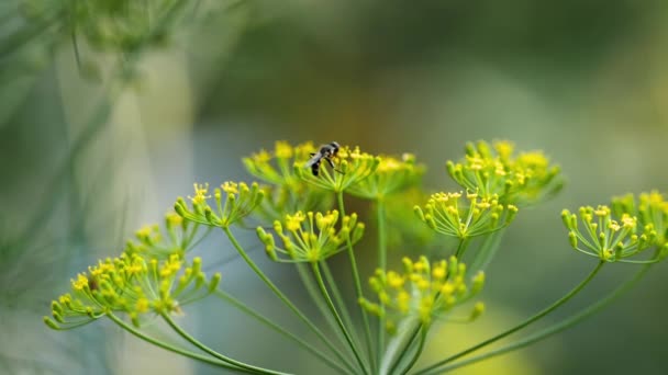 Żółto-czarny Hoverfly na kwiaty kopru — Wideo stockowe